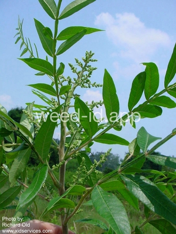 sumac, dwarf